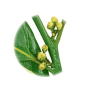 ローレルの茎と実 ローレルの茎と実