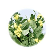 ローレルの花 ローレルの花